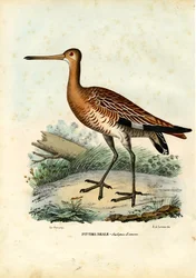 Black-Tailed Godwit, 1863-79